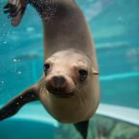 Sunshine, a sea lion