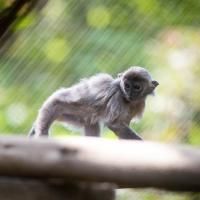 Silver Leaf Langur