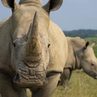 rhino at The Wilds