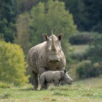 Southern white rhinos in field