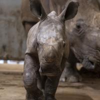 baby rhino at The Wilds