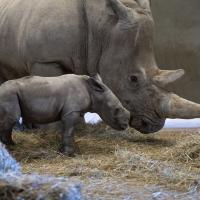 Male rhino calf stands next to his mother in rhino barn