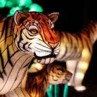 illuminated tiger lantern