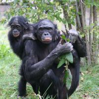 Two bonobos in grassy area at the Columbus Zoo