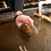 hand holding freshwater mussel over tank