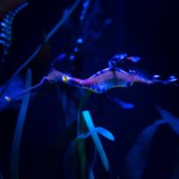 Weedy seadragon in aquatic habitat