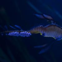 weedy seadragon tail carrying eggs