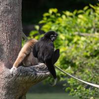 white handed gibbon