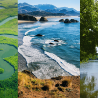 collage of nature images
