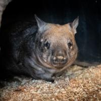 wombat in straw shavings