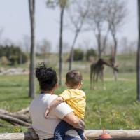 zoo guests looking at giraffe in distance