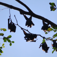 bats in trees