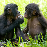 Two young bonobos