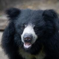 sloth bear at the Columbus Zoo