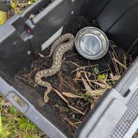 snake in crate