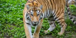 Amur tiger
