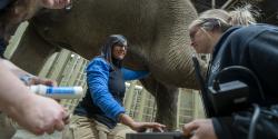 Columbus Zoo staff performing ultrasound on elephant