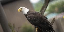 Bald Eagle at the Columbus Zoo and Aquarium