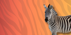 zebra graphic