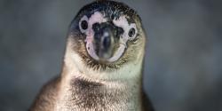 Humboldt penguin