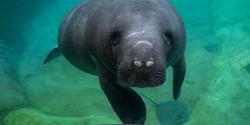 manatee