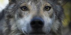 Mexican wolf