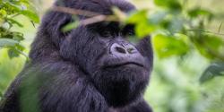 Mountain Gorilla