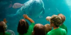 children looking at manatee at the Columbus Zoo