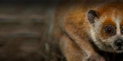 Pygmy Slow Loris