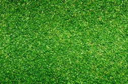 grass
