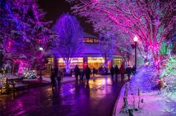 Image of a wintery scene with trees decked in purple and magenta lights, near the Marketplace Gift Shop