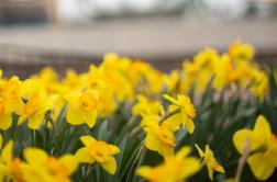 daffodils