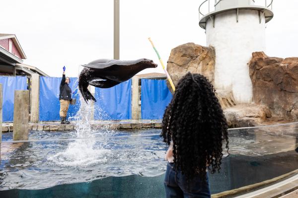 Zoo guest and sea lion