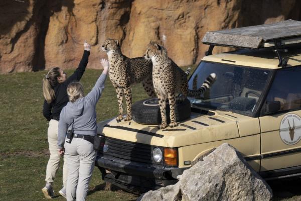 cheetah training