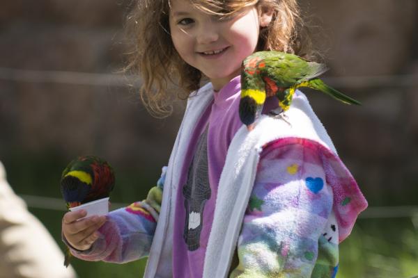 lorikeet on zoo guest shoulder