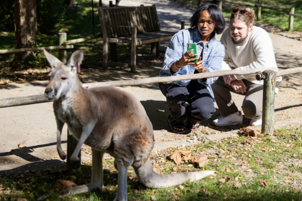 two zoo guests looking at kangaroo