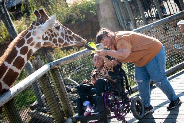 Child in a wheelchair feeding a giraffe 