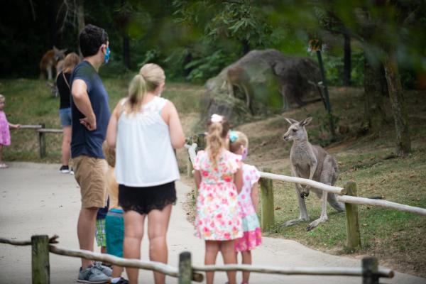 Family looking at kangaroos