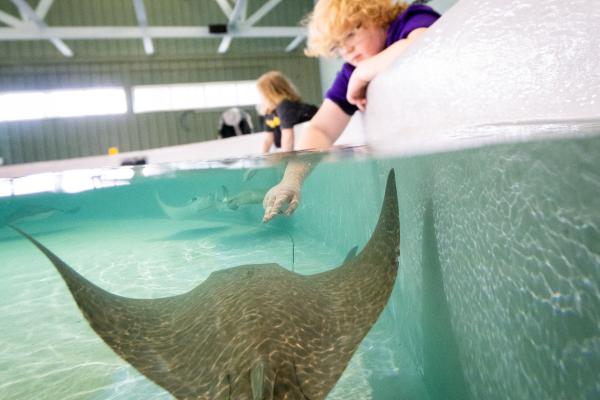 Child reaching into the water to touch a stingray
