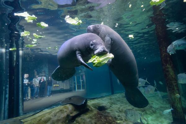 manatees eating cabbage