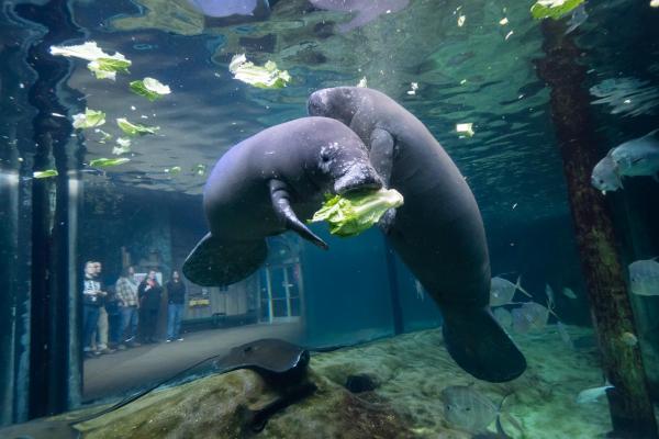 manatees eating cabbage