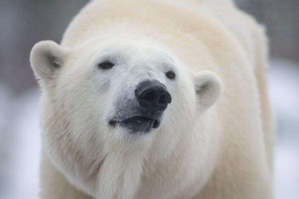 Polar Bear