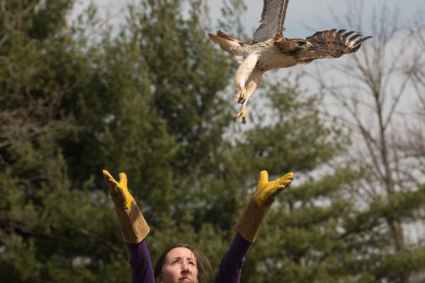 woman releasing hawk into the sky