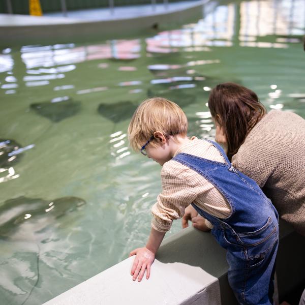 child touching stingray