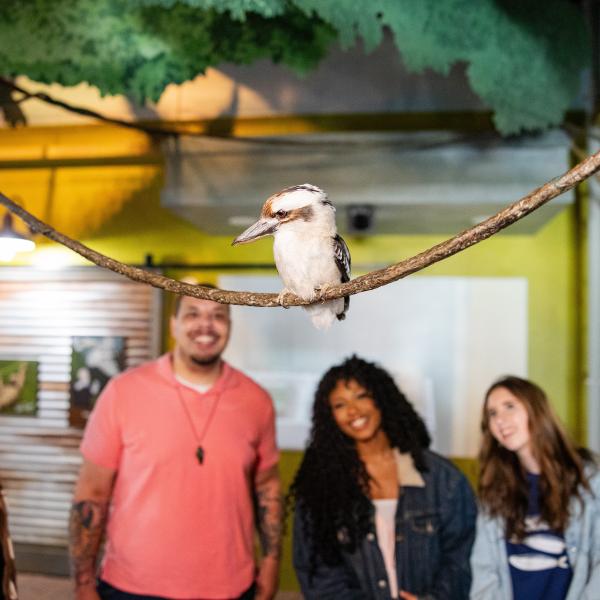 bird perched on rope at a zoo