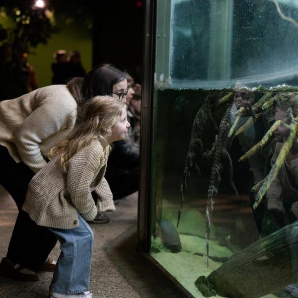family looking into reptile habitat