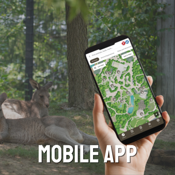 mobile app mockup