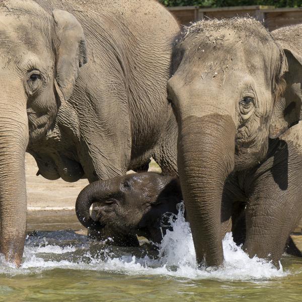 elephants in water