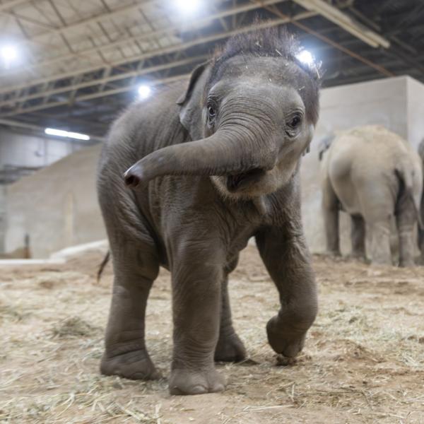 baby elephant at the columbus zoo