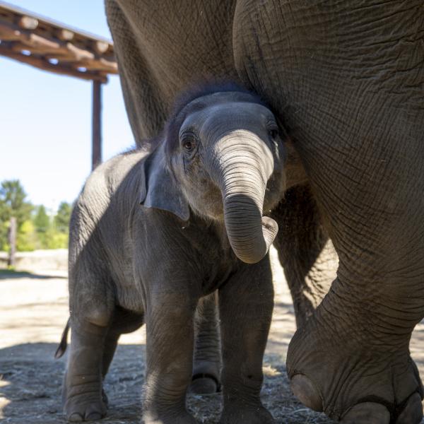 baby elephant with mother